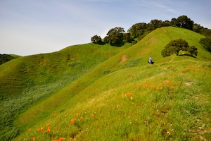 The East Bay hills in the spring