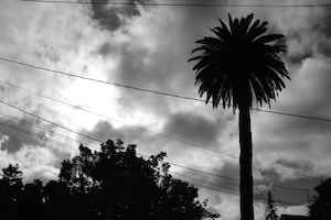 Palm Tree B&W